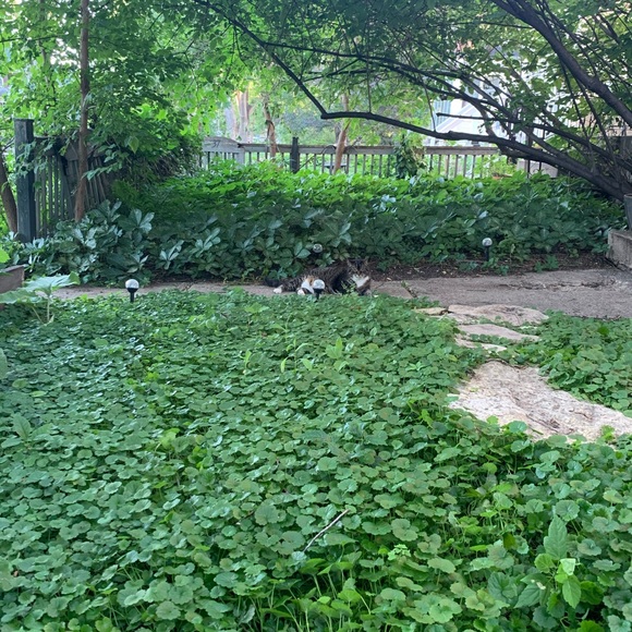 Meet your Posher, Carissa - Picture 1 of 1